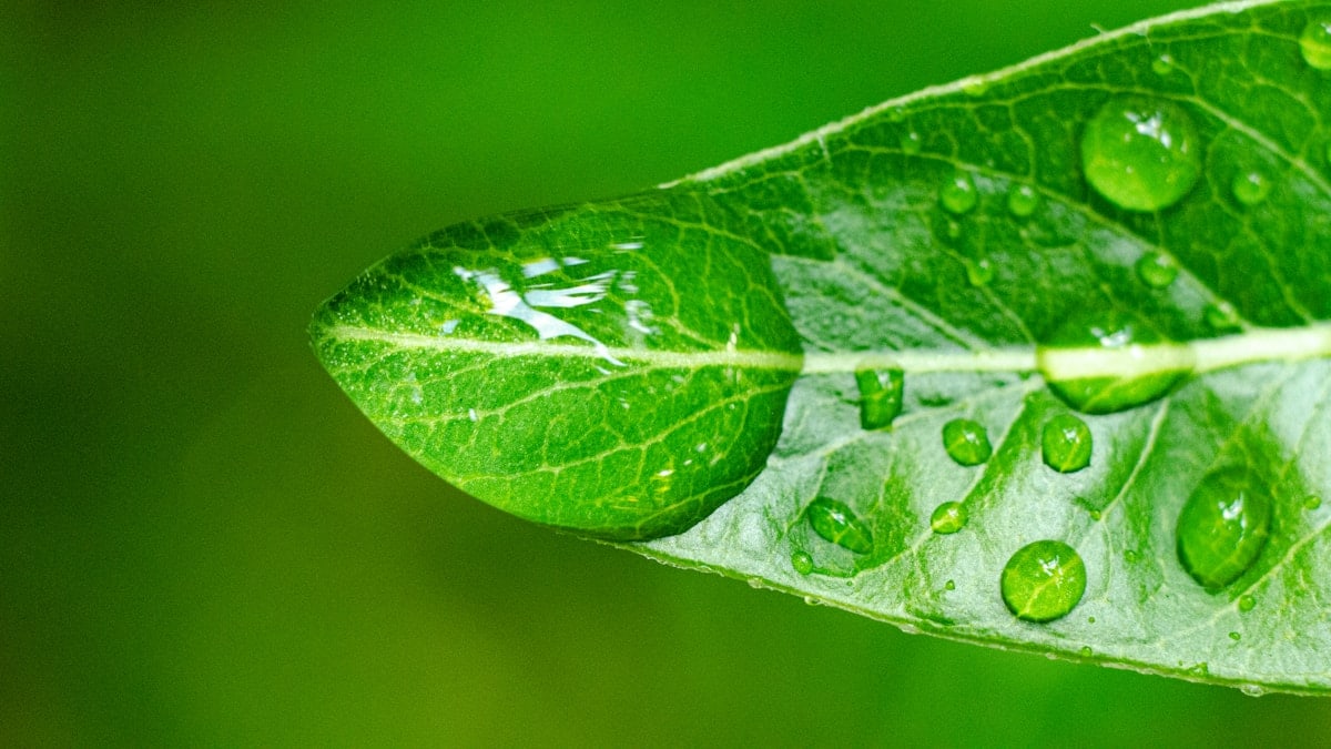 green leaf in macro photography